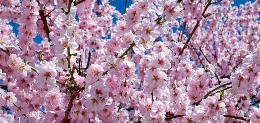 Cherry Blossoms Cherry Blossoms